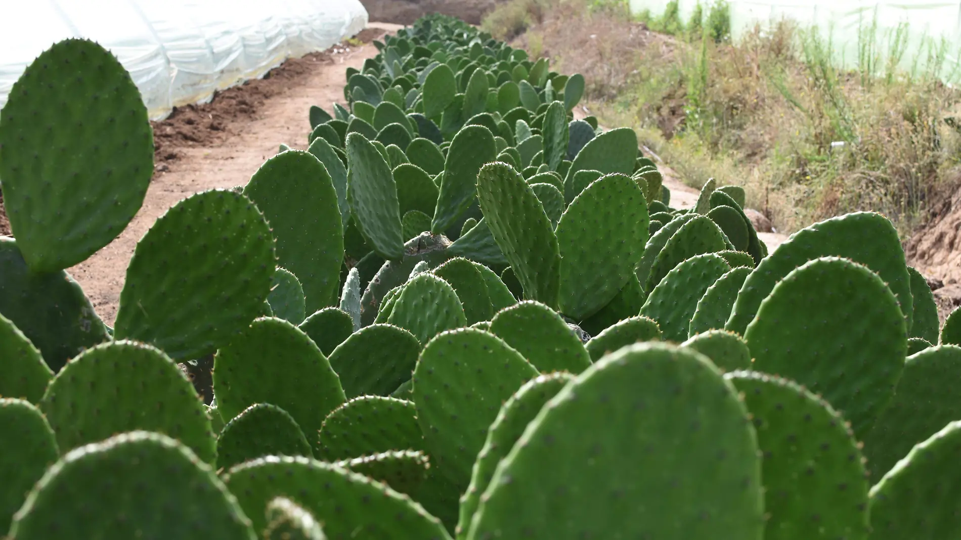 NOPALES - AGUSTÍN LOBATÓN (7)